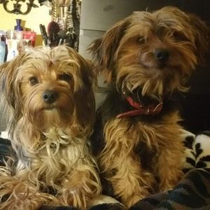 Meet your Posher, Alex